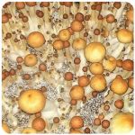 Псилоцибиновые (галлюциногенные) грибы в Выксе Psilocybin "Golden Teacher" Псилоцибиновые (галлюциногенные) грибы в Выксе Psilocybin "Golden Teacher"