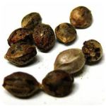 Семена марихуаны АК-47 (Seeds AK-47) в Выксе Семена марихуаны АК-47 (Seeds AK-47) в Выксе